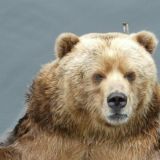 Бурый медведь забрался в сад полакомиться ягодами (видео)