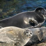 Необычный малыш: блогер снял на видео сахалинского тюленя-альбиноса