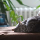 Кошкин дом и его последствия: как питомцы в квартире влияют на человека