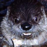 Милейшие выдры обнимаются и держатся за руки (видео)