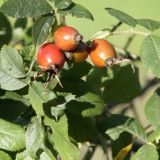 Арина Шиповница: народные приметы и запреты 1 октября