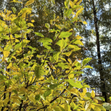 День Дениса Позимнего: что нельзя делать 16 октября