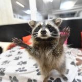 Чистоплотная енотиха Молли готовится к завтраку (видео)