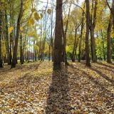 Куприянов день: народные приметы 15 октября 2022 года