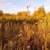 День памяти святой Харитины: что нельзя делать 18 октября