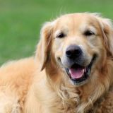 Душой на сцене, а задом на траве: собака по кличке Блю поет любимому серенады