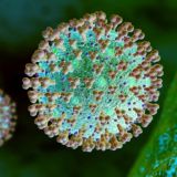 Коронавирус имеет лабораторное происхождение – немецкие ученые