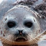 Тюлени массово вынырнули из моря ради концерта рок-звезды – видео