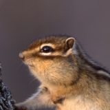 Удивительное существо челябинского зоопарка попало на видео