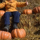 Тыква за билет: жители Калининграда принесли животным вкусности