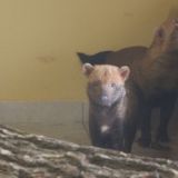 Не собака и не медведь: в Калининграде заметили неведомых зверюшек (видео)