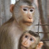 Обезьяна с чипом в голове печатает слова силой мысли: видео