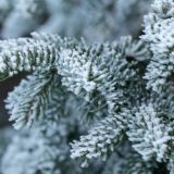 Парамонов день: приметы 12 декабря