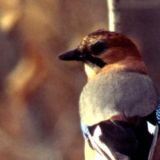 Сойкин день: что нельзя делать 11 декабря 2022 года