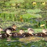 Желтая река: нашествие утят сняли на видео