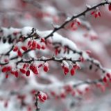 День Аввакума: что нельзя делать в праздник 15 декабря