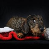 Живые новогодние елки опасны для собак – предупредил кинолог