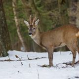 Провалившуюся под лед косулю спасли в Самарской области
