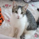 Как спасти елку от кота: лайфхаки на Новый год