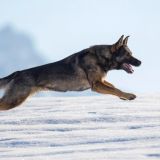 Как укрепить здоровье собаки зимой: 5 правил