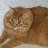 Милый котик поздравляет с Новым годом и Рождеством – видео