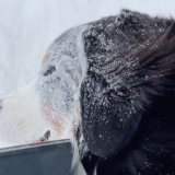 Облепленный снегом пес высунул морду в окно (видео)