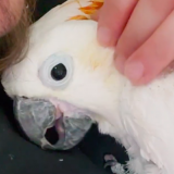 Бородатый мужик поиграл с попугаем на видео