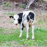 Спасение осиротевшего теленка попало на видео