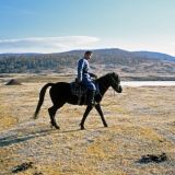 В Китае клонировали коня из клеток скакуна-чемпиона