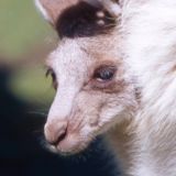 Нежные объятия мамы-кенгуру с детенышем тронули до слез (видео)