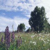 Привычки здоровых людей: как сберечь планету для потомков