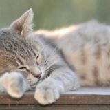 Пушистый кот по кличке Лафет пополнил ряды МЧС России