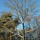 День Преподобного Антония: приметы и традиции 30 января