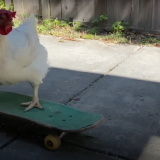 Курица на скейте и велосипеде: забавное видео покорило Сеть