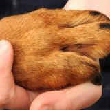 Пробирает до слез: история спасения истощенной собаки