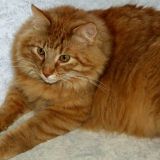 Богатые и знаменитые: пушистые коты, затмившие своих звездных хозяев