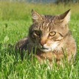 Шок! Бездомная кошка скрыла большой секрет от новой хозяйки