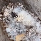 Спасение утонувшего в грязи ежа попало на видео