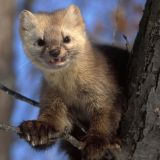 Самое милое на сегодня: в Хабаровском крае мужчина завел дружбу с диким соболем – видео