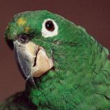 Очень тактильный попугай не отпускает 