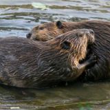 У московских бобров начался брачный сезон