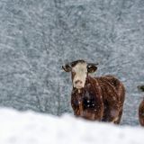 Васильев день: народные приметы и запреты 24 февраля