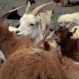 Милые козлятки выстроились в очередь за лакомством – кто первый добежит? (видео)