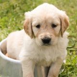 Невероятно трогательно: большая свинья стала мамой для одинокого щенка – видео