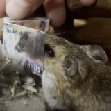 Читающая книги мышь шокировала Сеть: видео