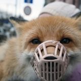 Шок: на видео попала любовь лисицы и человека