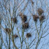 День Герасима Грачевника: что нельзя делать 17 марта