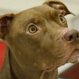 Надеется стащить кусочек: Облизывающийся на мороженое пес взорвал Сеть (видео)