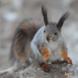 Любознательную белку-форточницу сняли на видео 