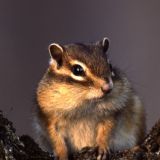 От рождения до взрослой жизни: как выглядят бурундуки